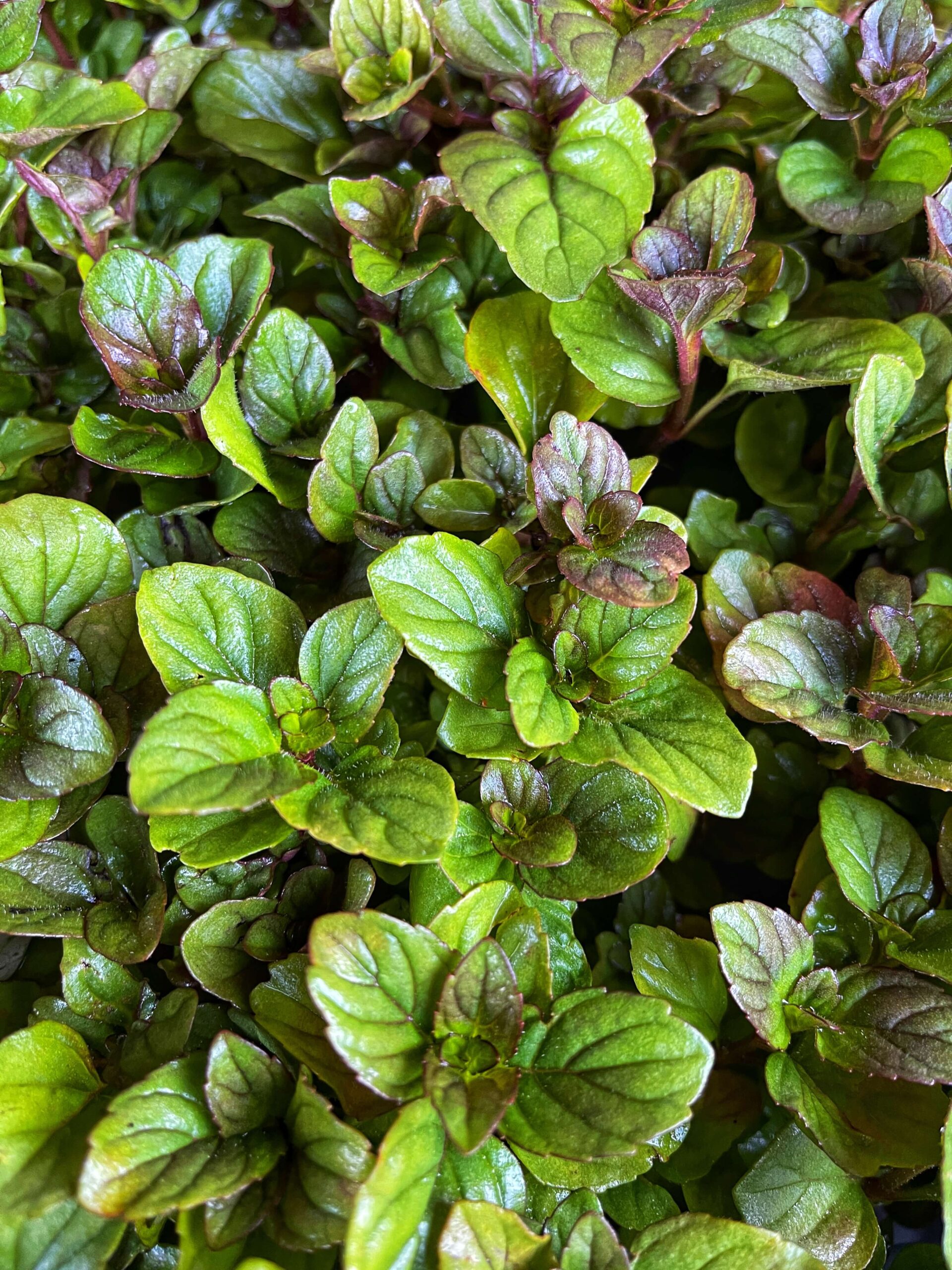 Herbs are a great way to jazz up your outdoor space with little effort